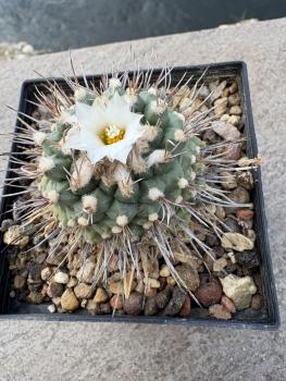 Turbinicarpus swobodae